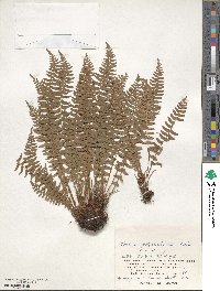 Woodsia polystichoides image