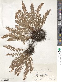 Woodsia polystichoides image