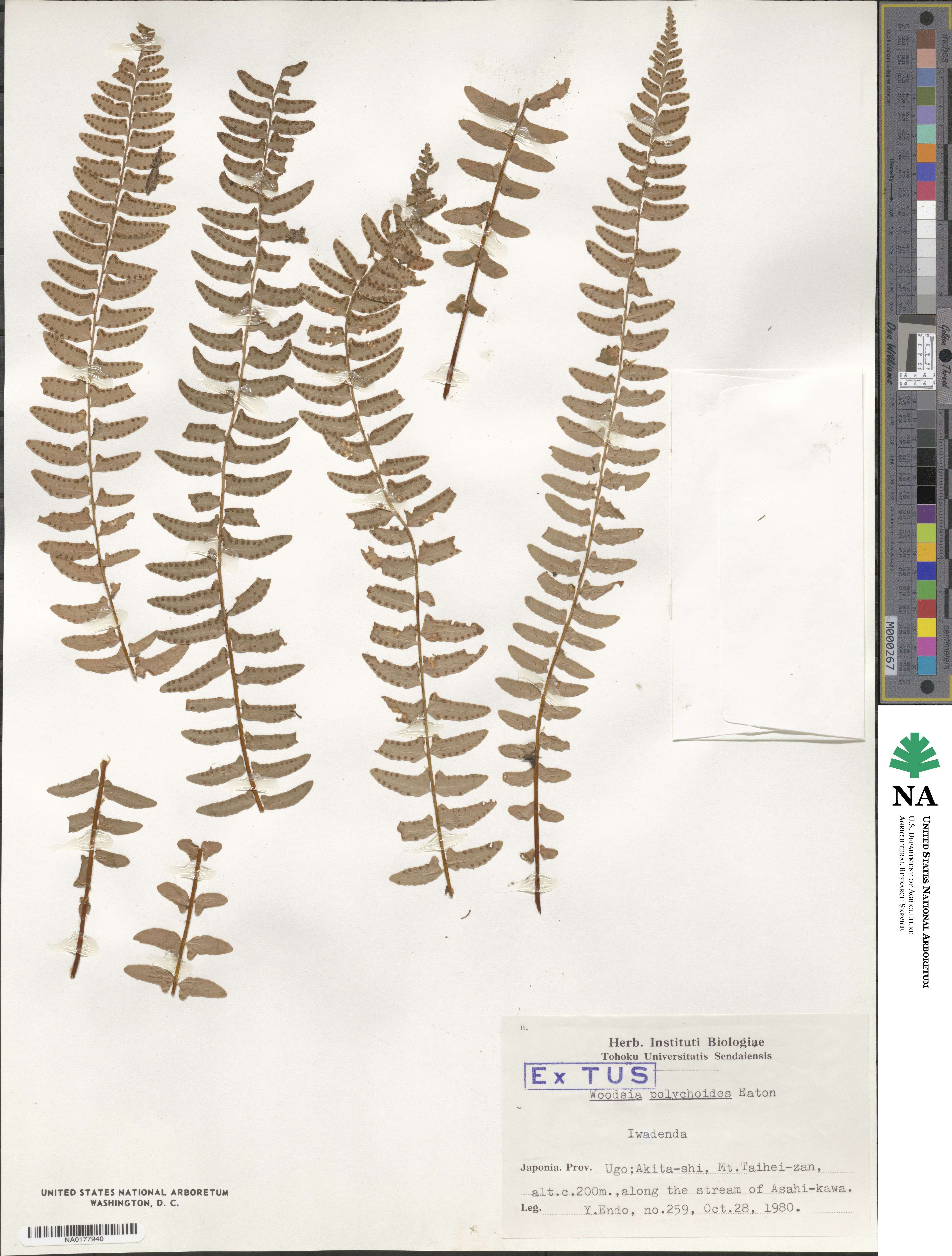 Woodsia polystichoides image