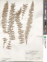 Woodsia polystichoides image