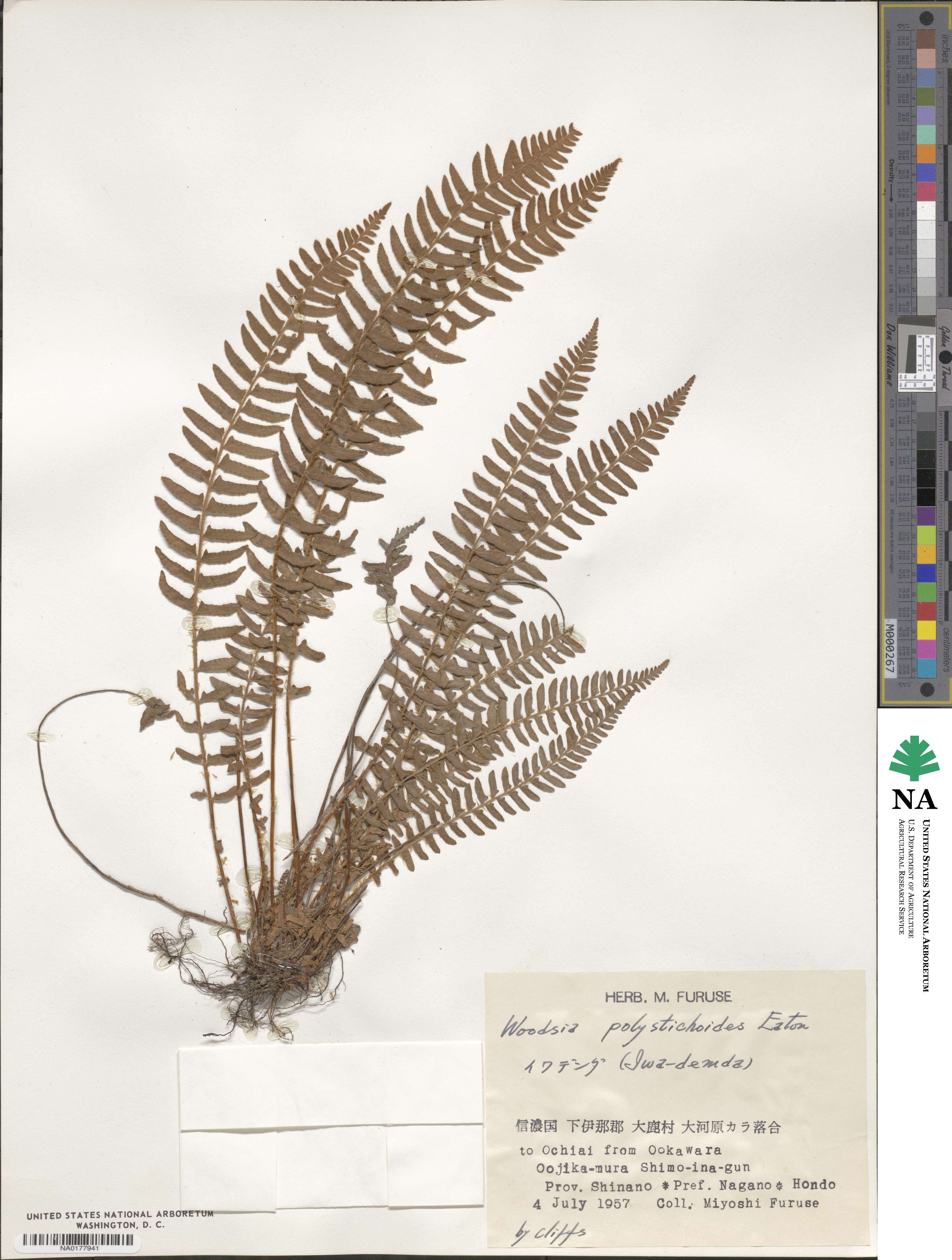 Woodsia polystichoides image