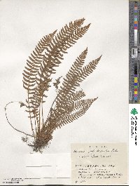 Woodsia polystichoides image