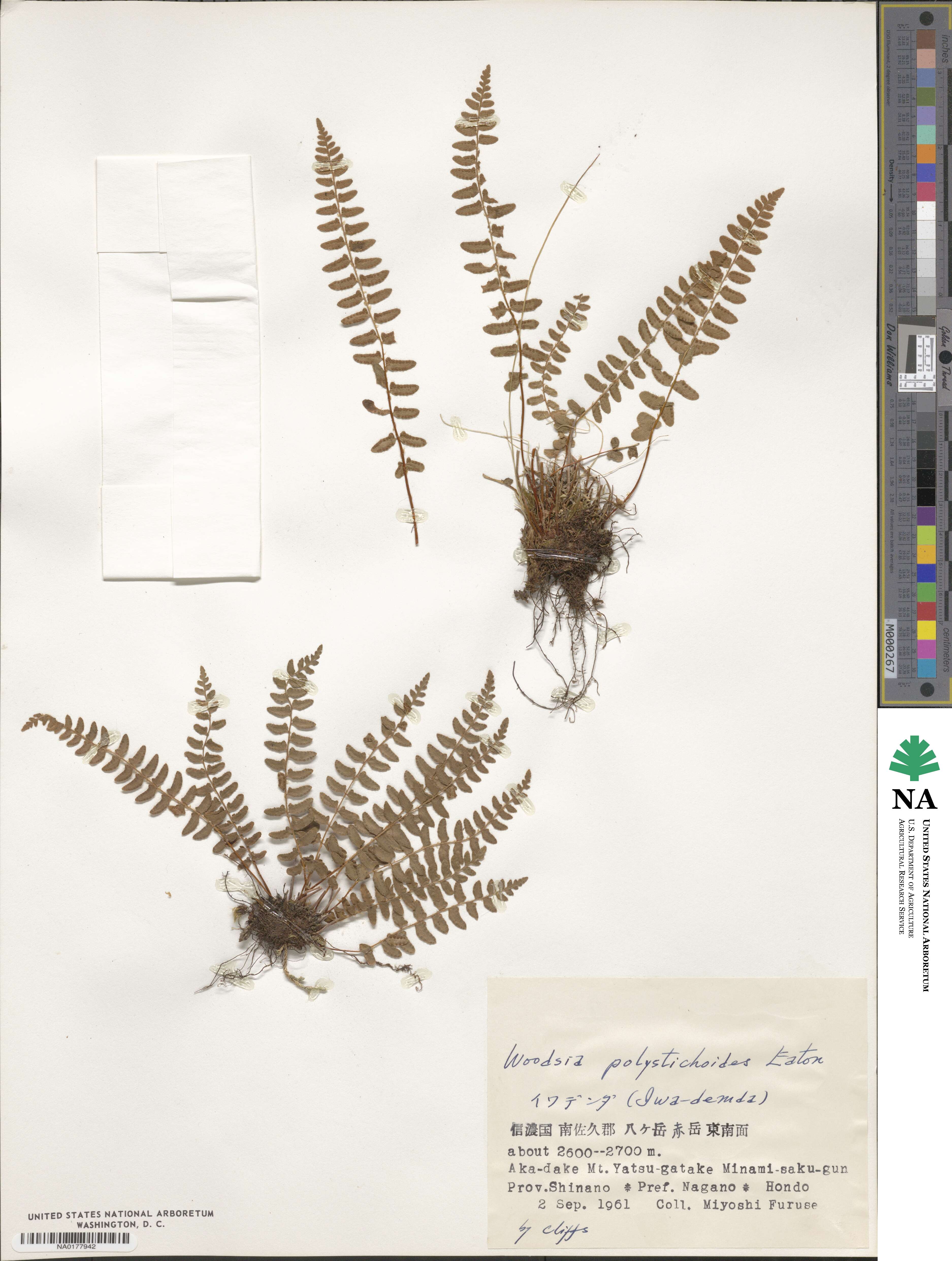 Woodsia polystichoides image