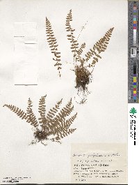 Woodsia polystichoides image