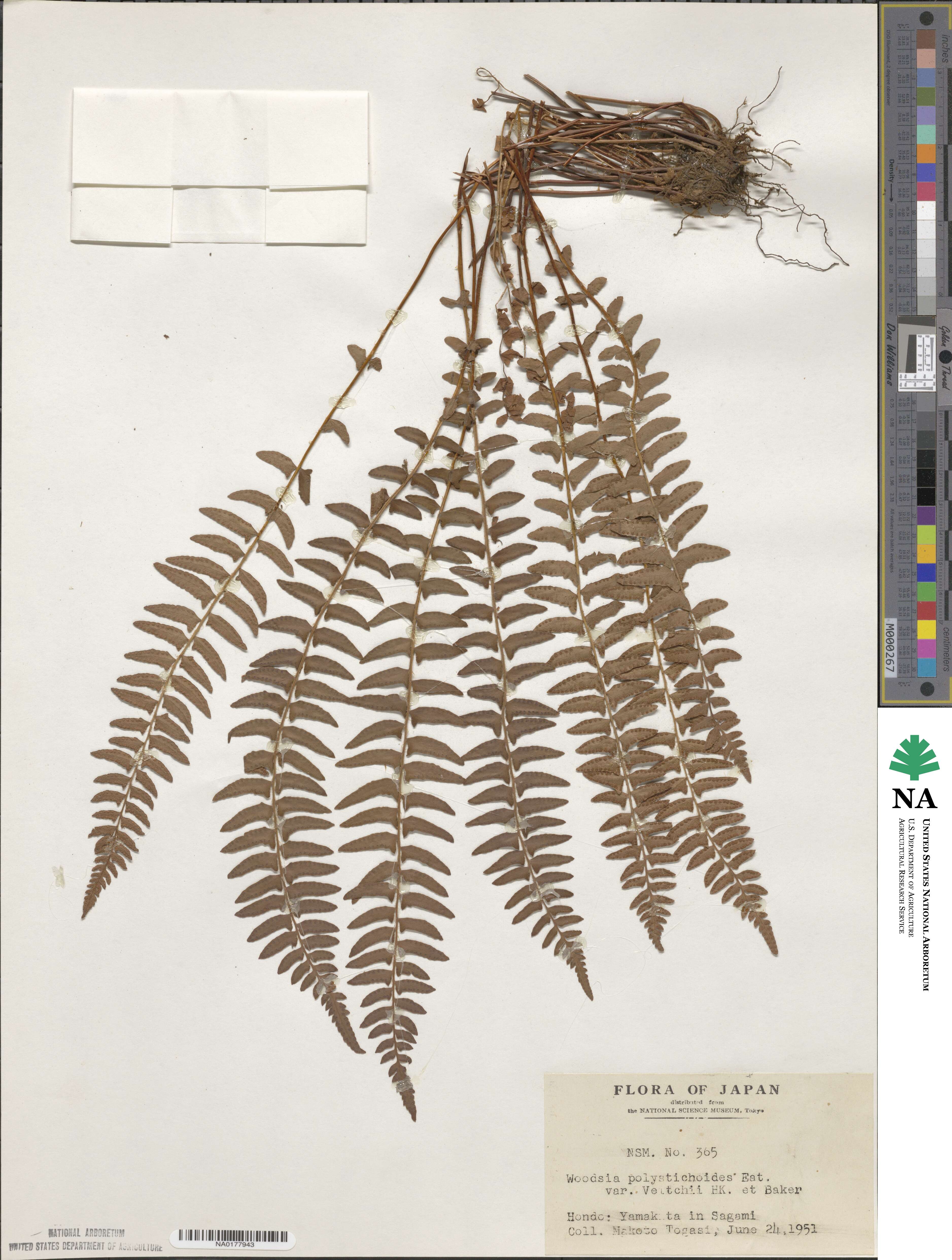 Woodsia polystichoides image