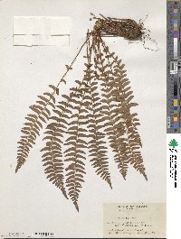 Woodsia polystichoides image