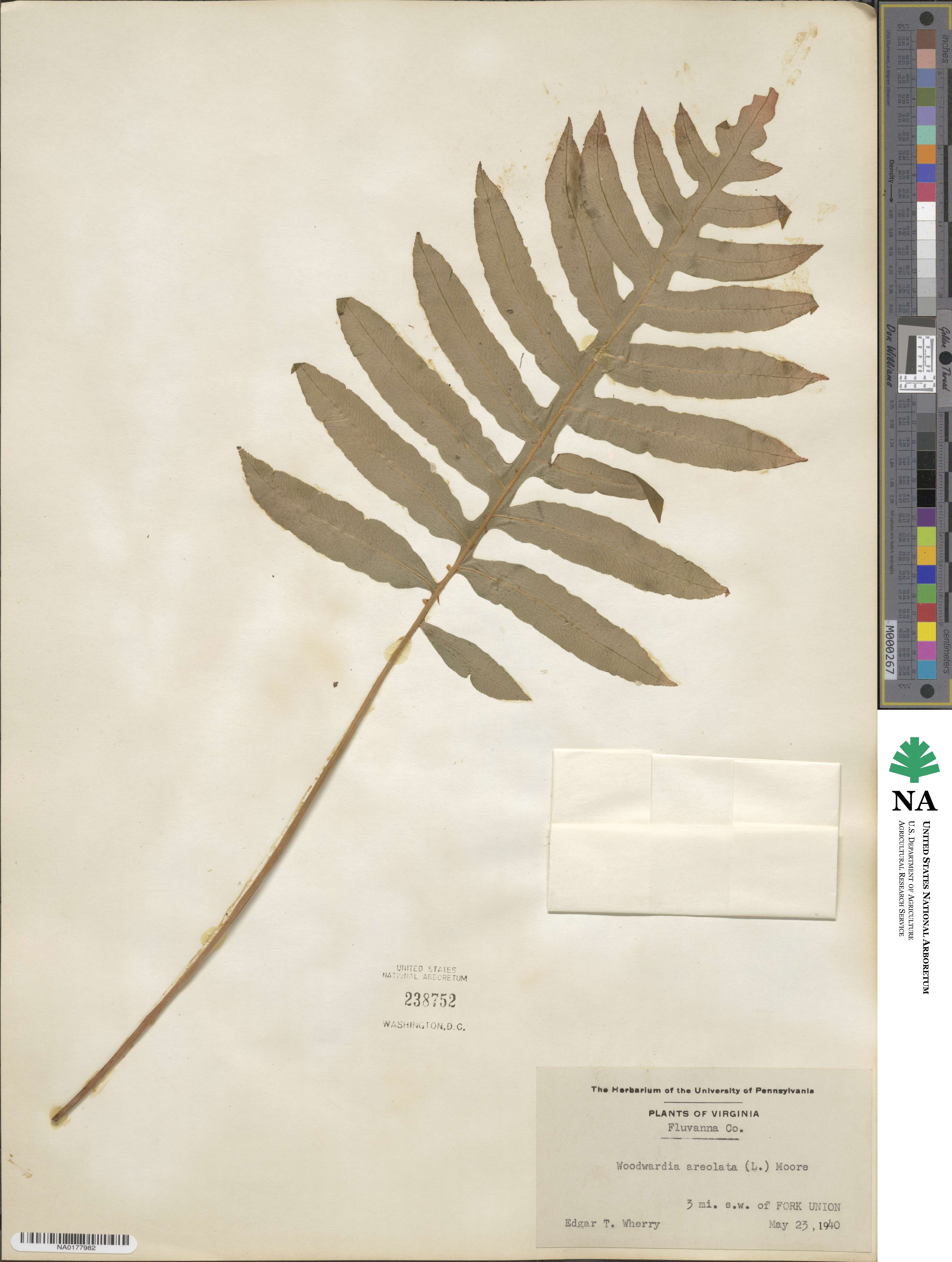 Lorinseria areolata image