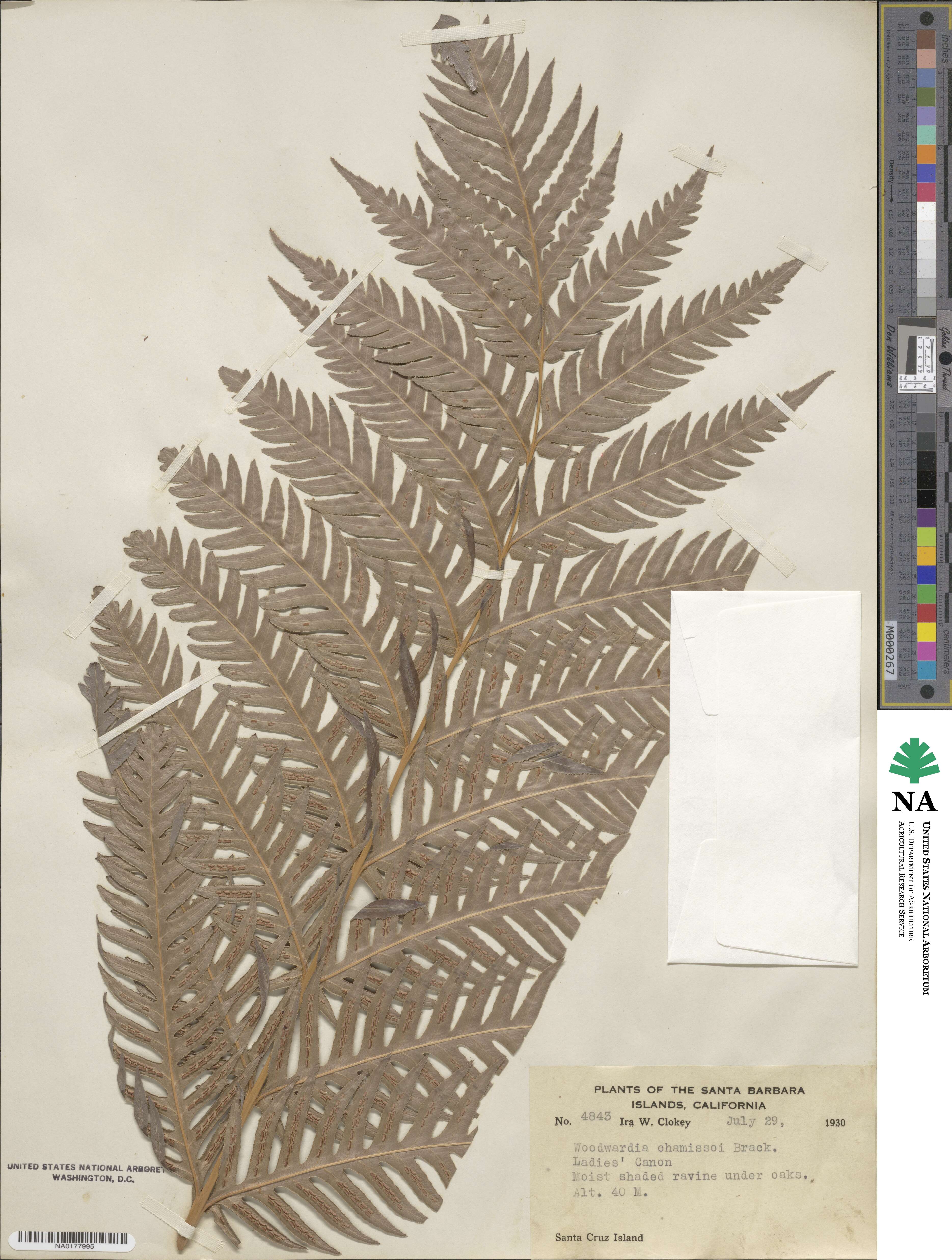 Woodwardia fimbriata image