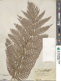 Woodwardia fimbriata image