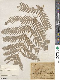 Woodwardia fimbriata image