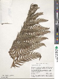 Woodwardia fimbriata image