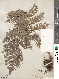 Woodwardia radicans image