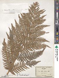 Woodwardia radicans image