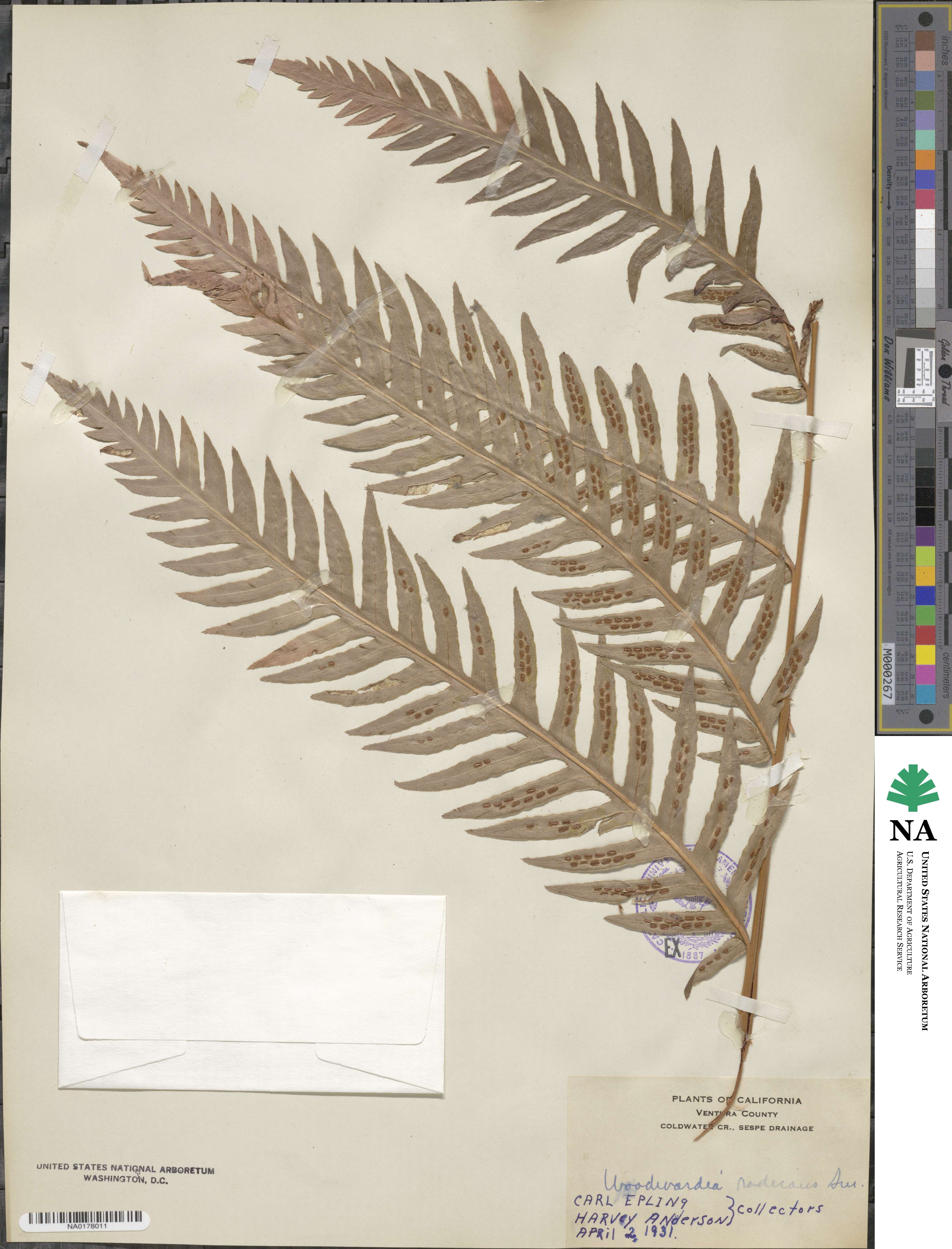Woodwardia radicans image