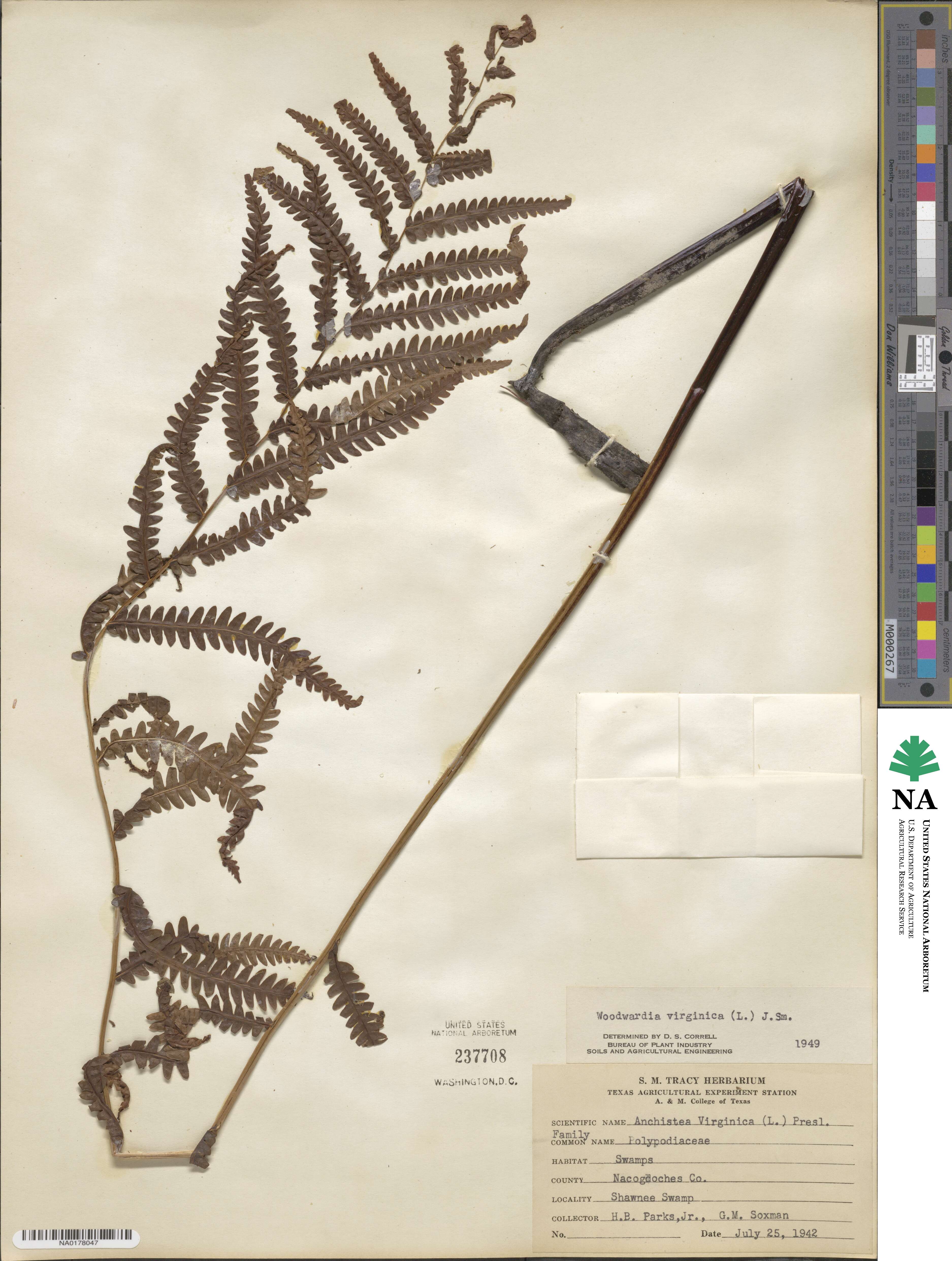Anchistea virginica image