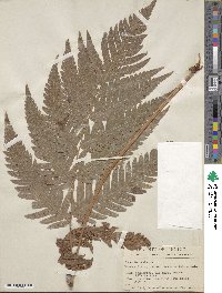 Woodwardia spinulosa image