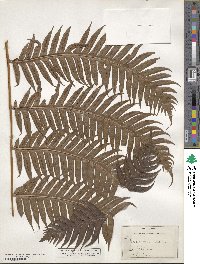 Woodwardia radicans image