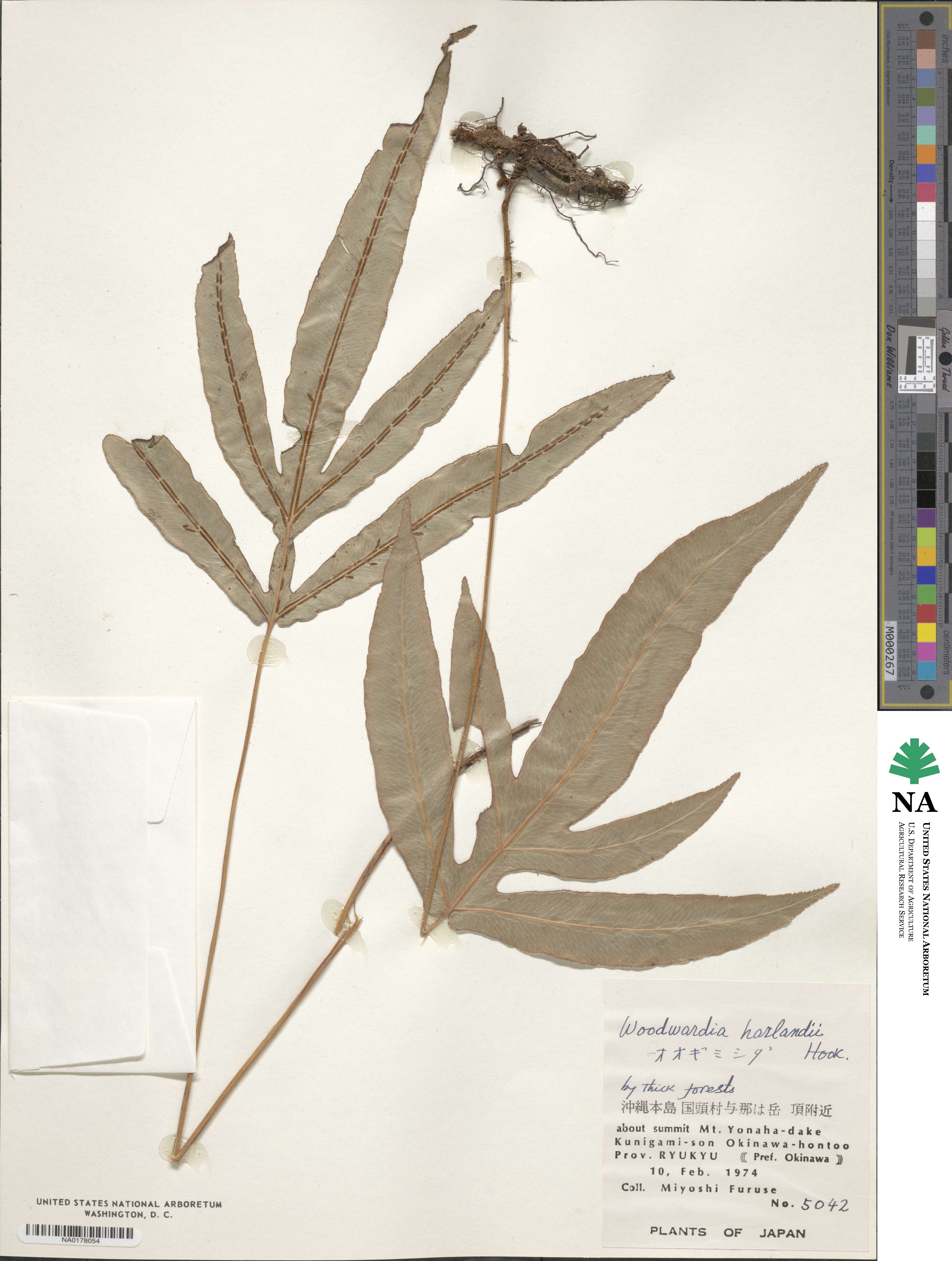 Woodwardia harlandii image