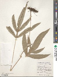 Woodwardia harlandii image