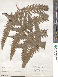 Woodwardia orientalis image