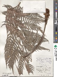 Woodwardia prolifera image