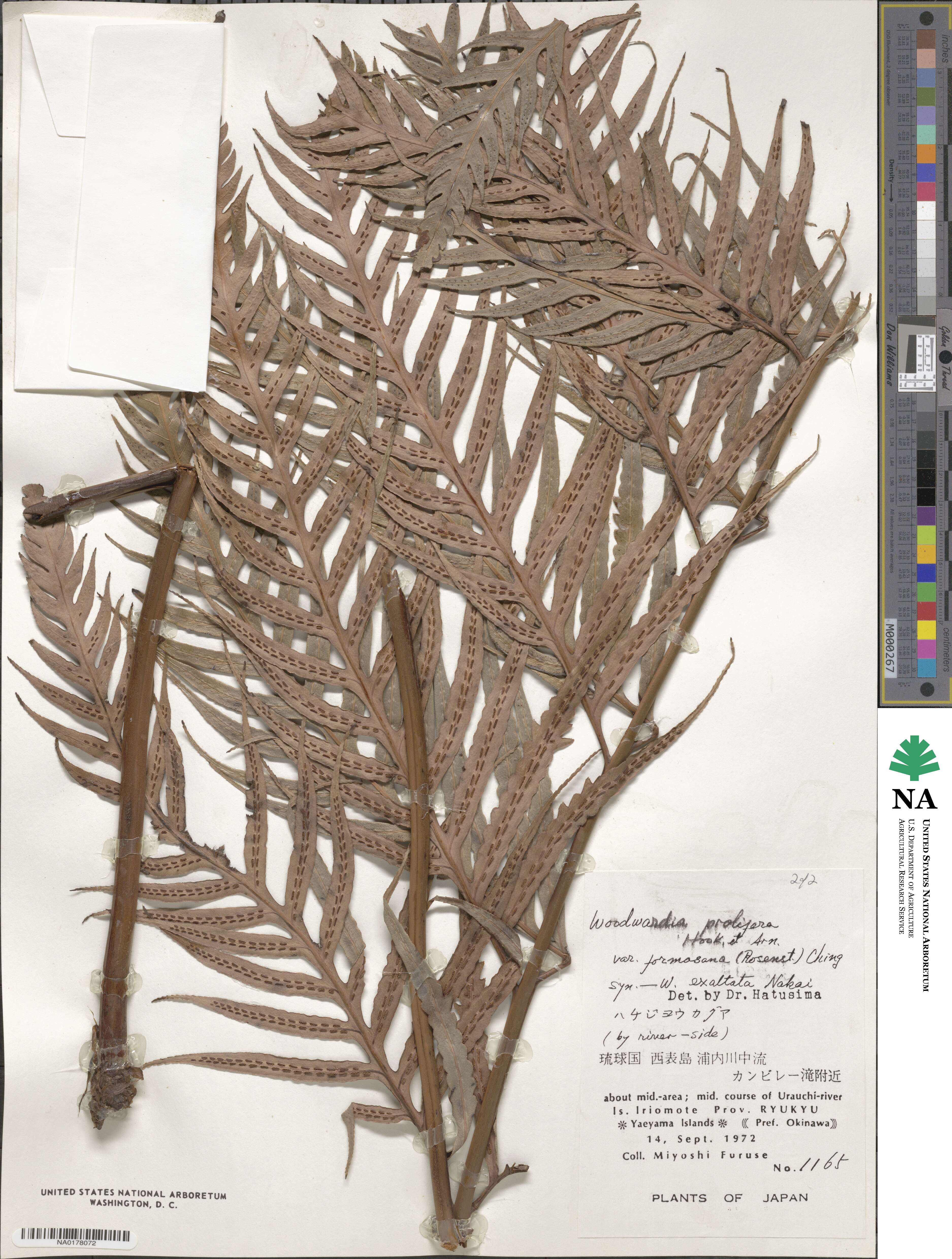 Woodwardia prolifera image