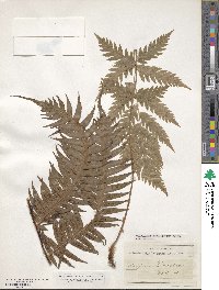 Woodwardia radicans image