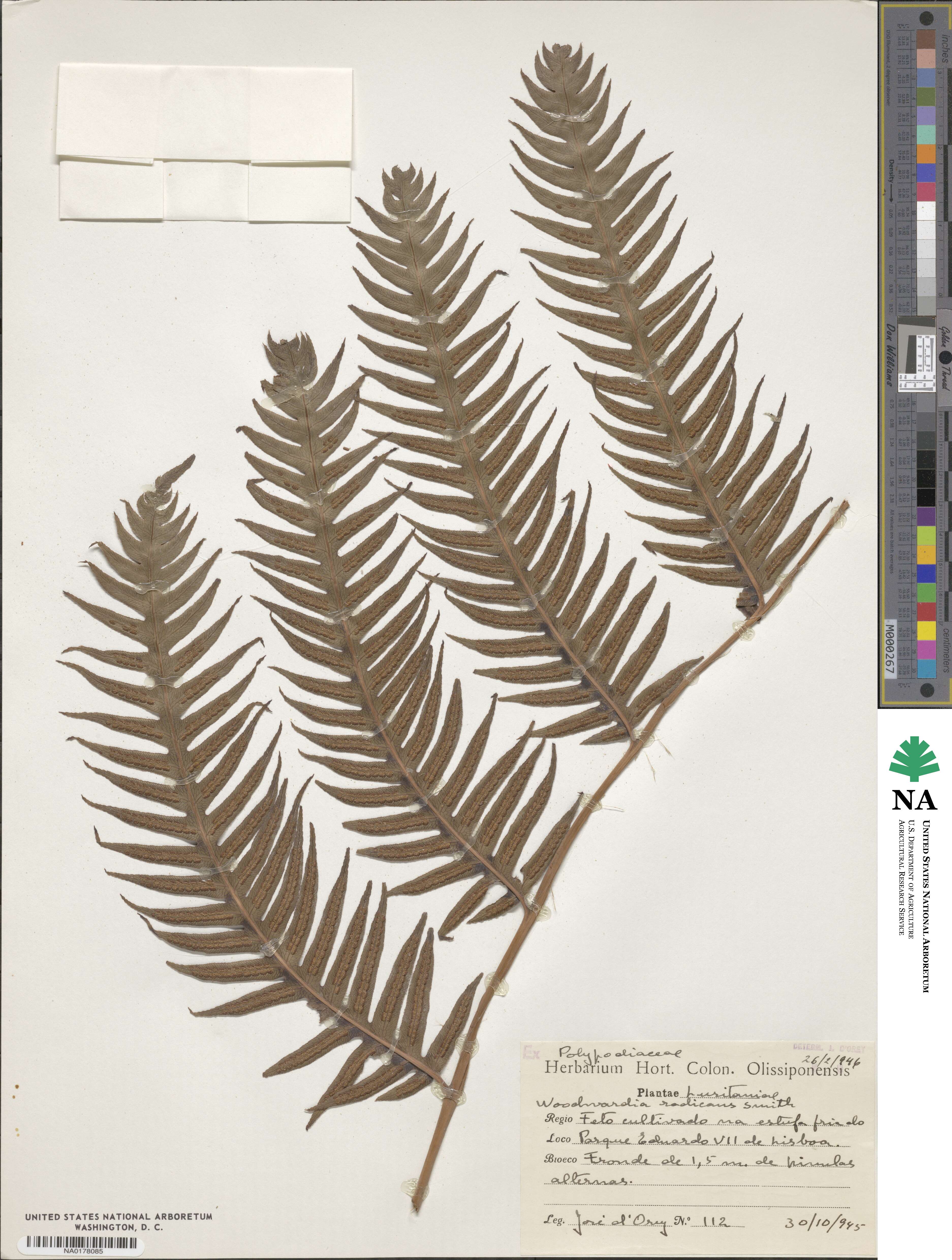Woodwardia radicans image