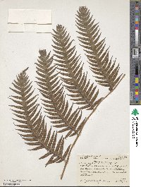 Woodwardia radicans image