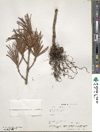 Sciadopitys verticillata image