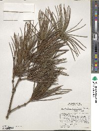 Sciadopitys verticillata image