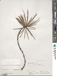 Sciadopitys verticillata image