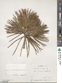 Sciadopitys verticillata image