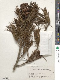 Sciadopitys verticillata image