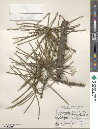 Sciadopitys verticillata image