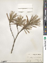 Sciadopitys verticillata image