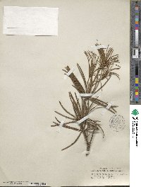 Sciadopitys verticillata image