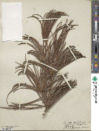 Sciadopitys verticillata image