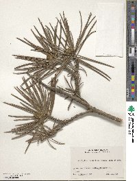 Sciadopitys verticillata image