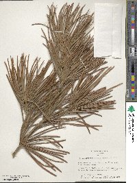 Sciadopitys verticillata image