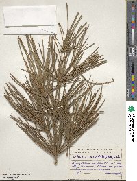 Sciadopitys verticillata image