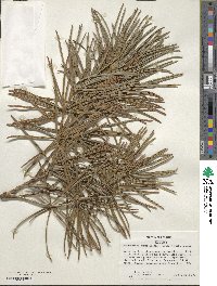 Sciadopitys verticillata image