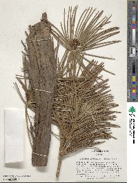 Sciadopitys verticillata image