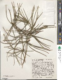 Sciadopitys verticillata image