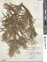 Sciadopitys verticillata image