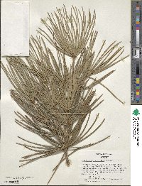 Sciadopitys verticillata image