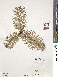 Cunninghamia lanceolata image