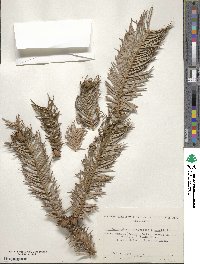 Cunninghamia lanceolata image