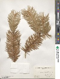 Cunninghamia lanceolata image