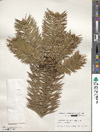 Cunninghamia lanceolata image